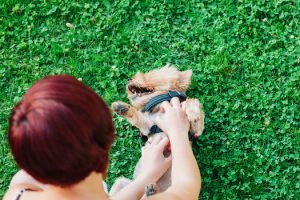 how to teach your dog to play dead | Ultimate Pet Nutrition