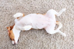 how to teach your dog to play dead | Ultimate Pet Nutrition