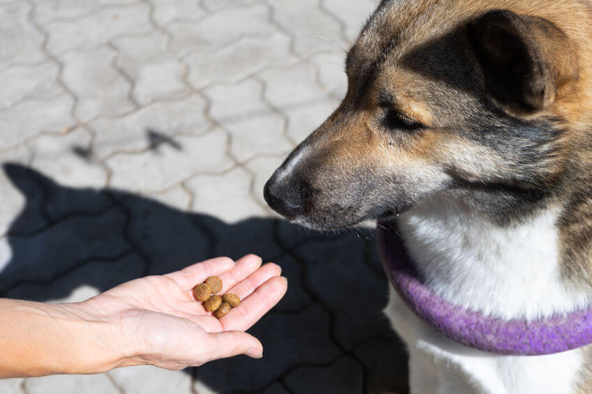 giving shy dog a treat