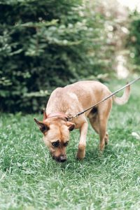 taking shy dog for a walk