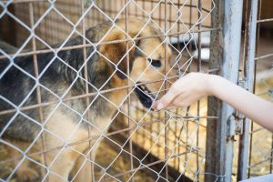 dog in shelter sniffing a person's hand