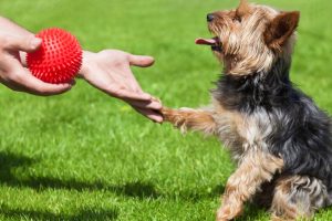 giving a dog a toy for positive reinforcement