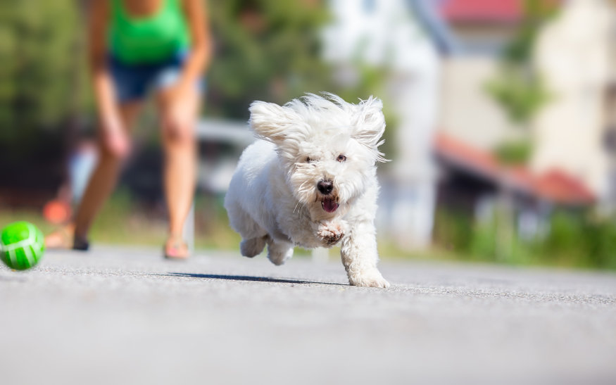 How To Teach A Dog To Fetch: Follow These 5 Easy Steps