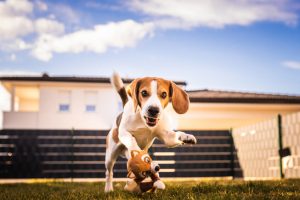 how to teach a dog to fetch | Ultimate Pet Nutrition