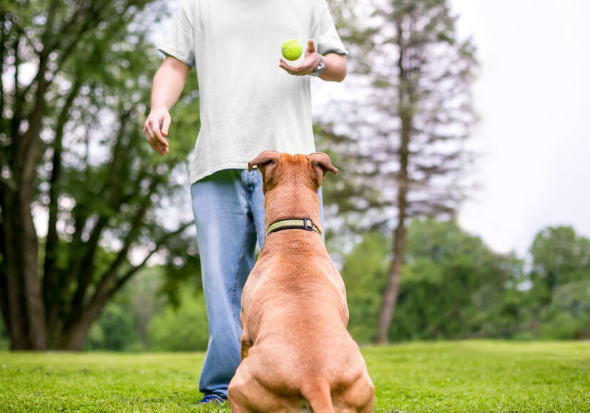 how to teach a dog to fetch | Ultimate Pet Nutrition