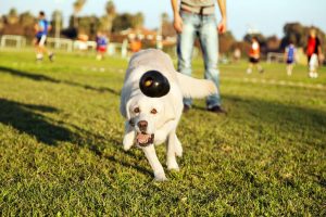 how to teach a dog to fetch | Ultimate Pet Nutrition