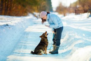 how to teach a dog to sit | Ultimate Pet Nutrition