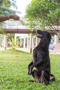 how to teach a dog to sit | Ultimate Pet Nutrition