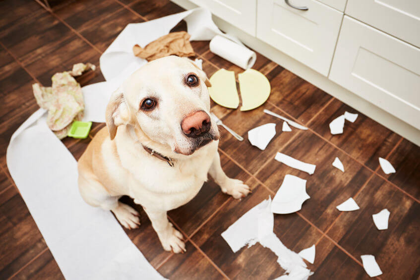 dog making mess | Ultimate Pet Nutrition