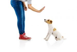 teaching dog to stay | Ultimate Pet Nutrition