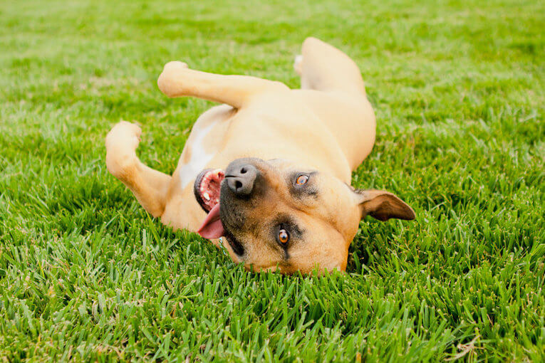 How To Teach A Dog To Roll Over: Step By Step Guide