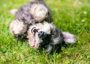 how to teach a dog to roll over | Ultimate Pet Nutrition