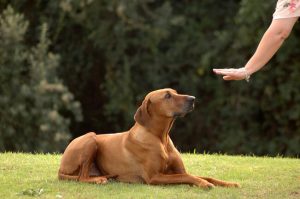 how to teach a dog to roll over | Ultimate Pet Nutrition