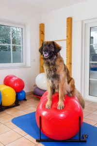 leonberger dog on exercise ball