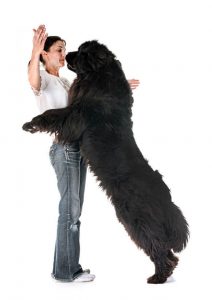 Woman with a large newfoundland dog standing up against her