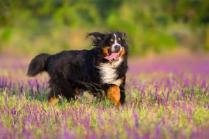 burnese mountain dog running through field 