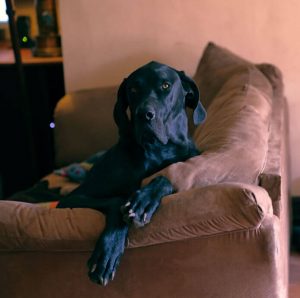 Wyatt Great Dane lying on couch