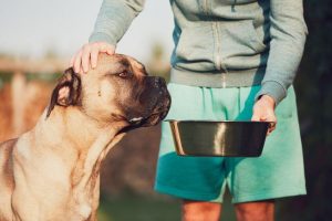 Cane corso being fed outside by young man