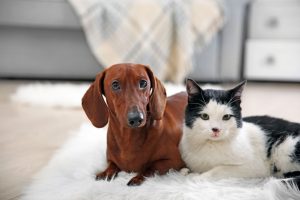 Beautiful cat and dachshund dog on rug, indoor