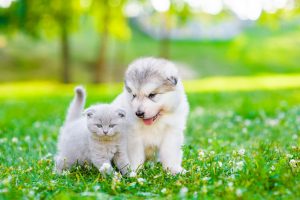 Alaskan malamute puppy and kitten sitting together on green grass. Space for text.