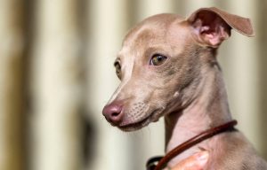 italian greyhound personality | Ultimate Pet Nutrition