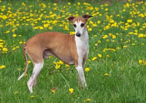 italian greyhound dogs | Ultimate Pet Nutrition