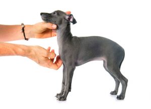 italian greyhound puppy | Ultimate Pet Nutrition