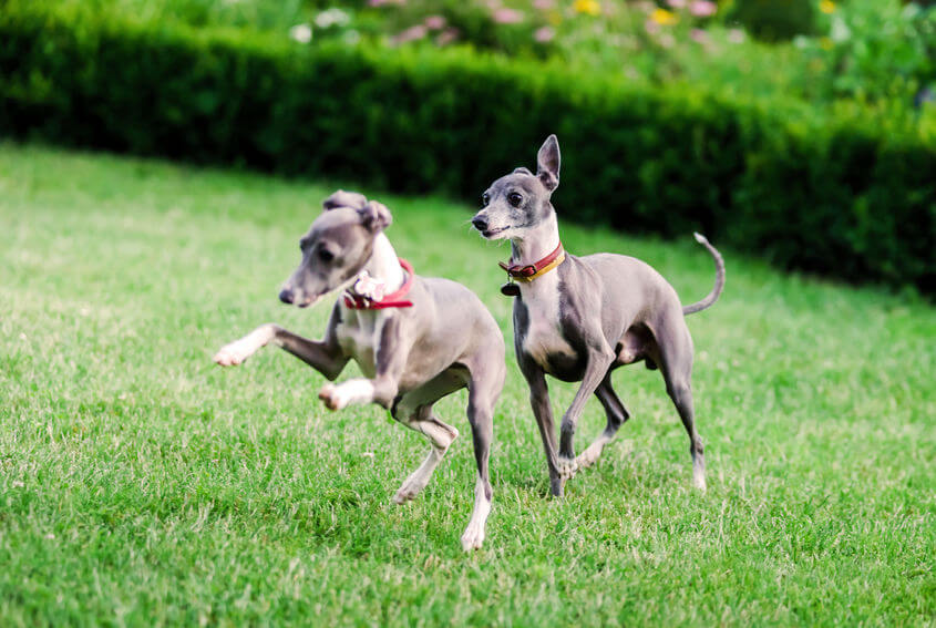 italian greyhound dogs playing | Ultimate Pet Nutrition