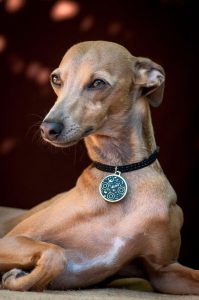 italian greyhound dogs | Ultimate Pet Nutrition