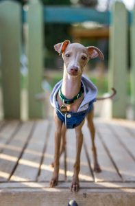 italian greyhound puppy | Ultimate Pet Nutrition