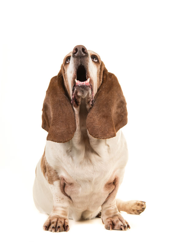 why do dogs howl at sirens | Ultimate Pet Nutrition