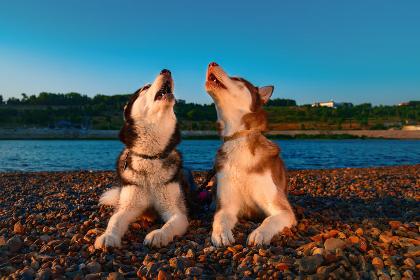 why do dogs howl at sirens | Ultimate Pet Nutrition