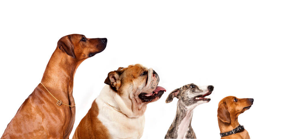 apartment dog breeds | Ultimate Pet Nutrition