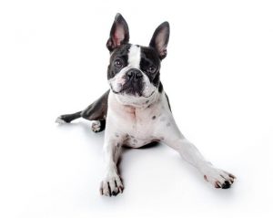 Boston terrier | Ultimate Pet Nutrition