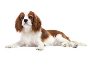 cavalier king charles spaniel | Ultimate Pet Nutrition