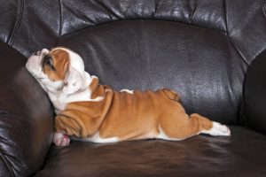 English bulldog puppy relaxing on black leather sofa.