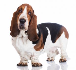 basset hound | Ultimate Pet Nutrition