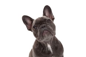 french bulldog | Ultimate Pet Nutrition