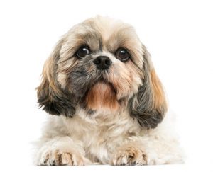 shih tzu dog | Ultimate Pet Nutrition