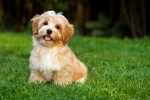 32805665 - happy little orange havanese puppy dog is sitting in the grass