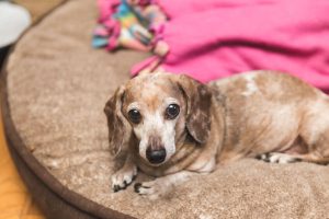 elderly dachshund on bed | Ultimate Pet Nutrition