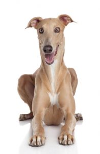 greyhound dog | Ultimate Pet Nutrition