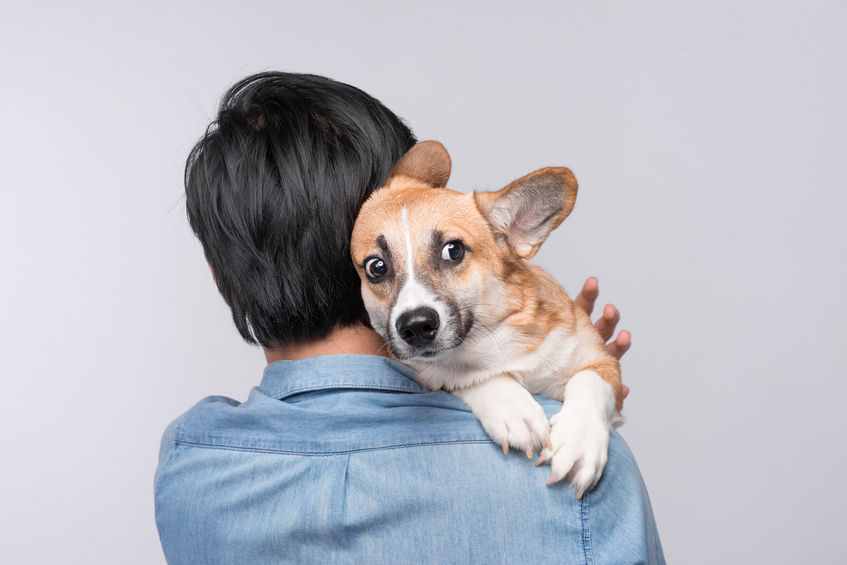 how to calm a nervous dog | Ultimate Pet Nutrition