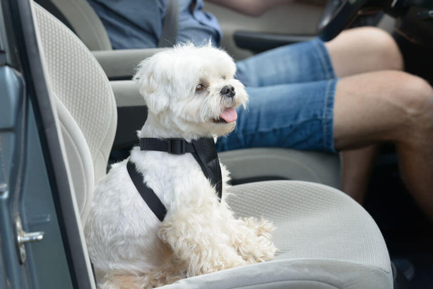 Maltese in car | Ultimate Pet Nutrition