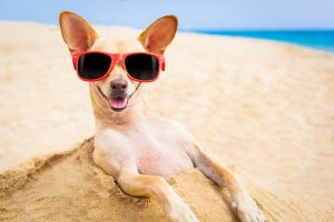 dog breeds for traveling parents | Ultimate Pet Nutrition