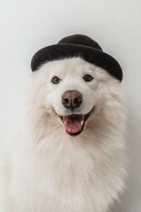 samoyed with travel hat | Ultimate Pet Nutrition