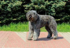 travel dog breeds | Ultimate Pet Nutrition