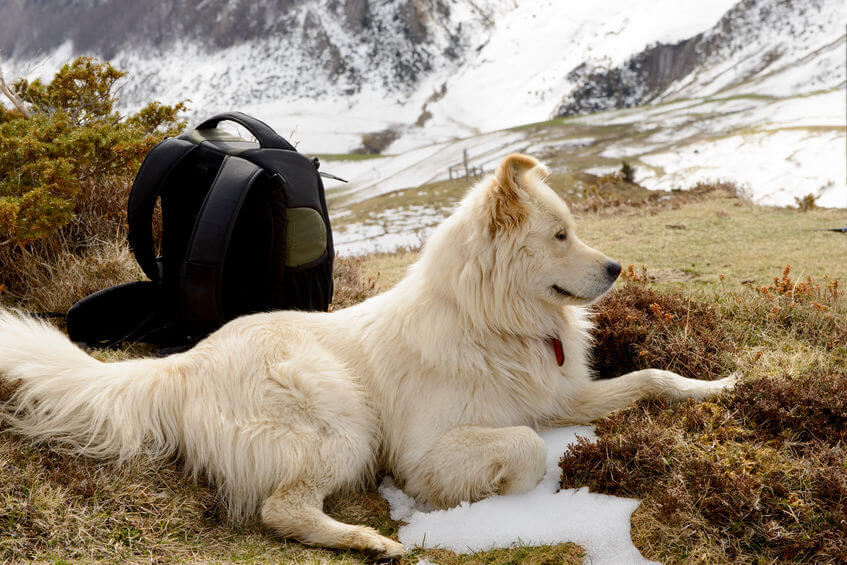 Great pyrenees with suitcase | Ultimate Pet Nutrition