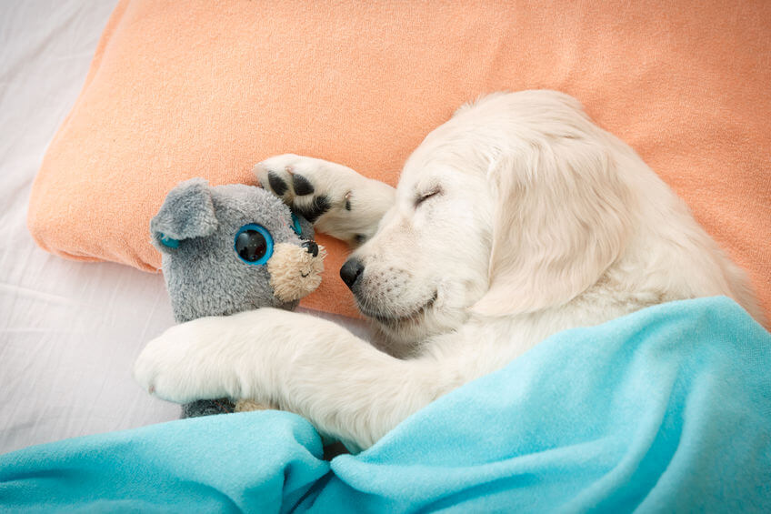 Puppy Sleep Training: How To Get Your Puppy To Sleep Through The Night