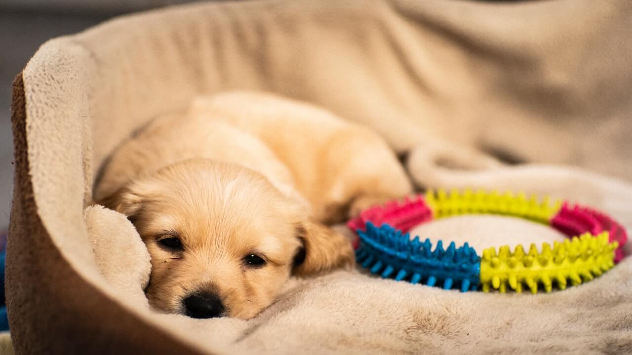 sleeping puppy | Ultimate Pet Nutrition